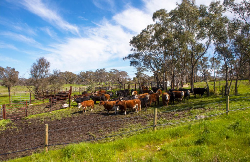 Taminga: Healthy Ecosystems – Quality Beef