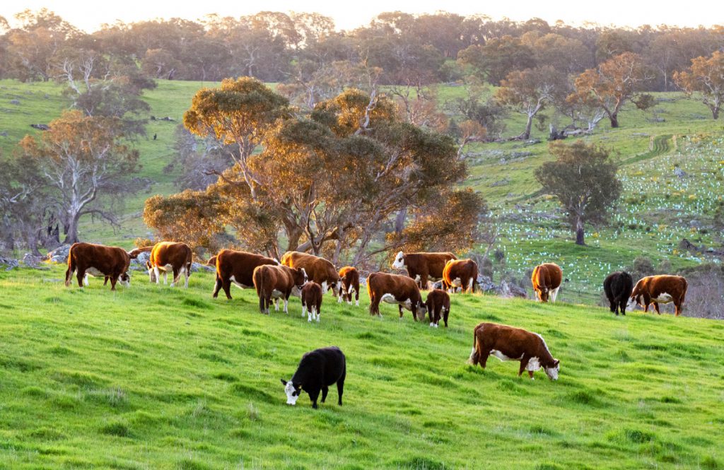 Taminga: Healthy Ecosystems – Quality Beef