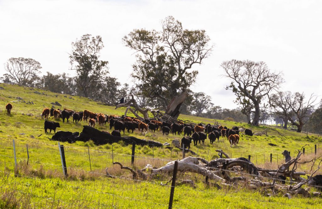 Taminga: Healthy Ecosystems – Quality Beef