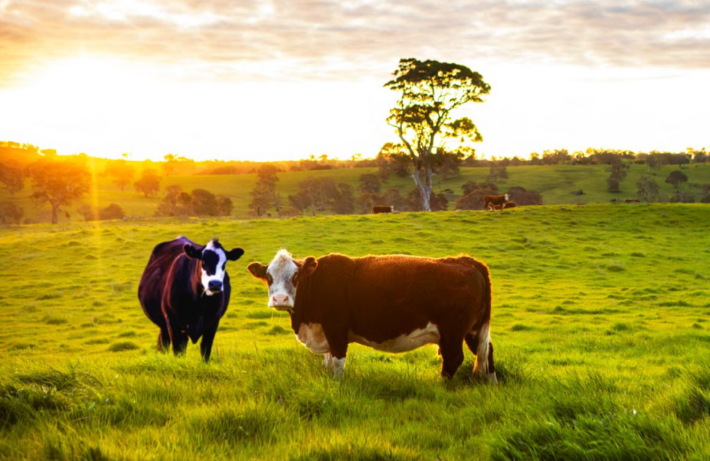 Taminga: Healthy Ecosystems – Quality Beef